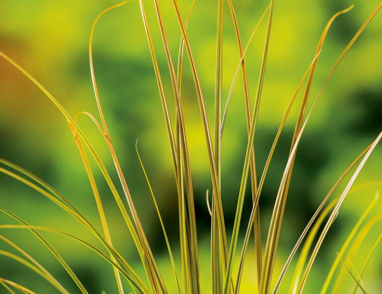 Carex testacea 'Prairie Fire'